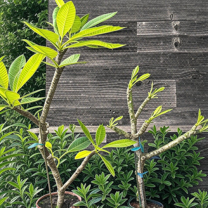 White Plumeria